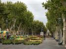 Béziers Flower market, Allée Paul-Riquet