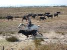 Bull rustling in the Petit Camargue