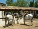 Horse Riding at Portiragnes