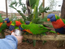 Feeding parrots at the Val D'Hérault nature Zoo & Parc